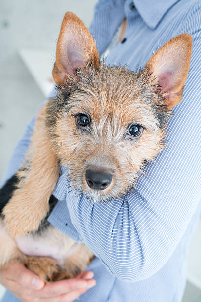 istock Person holding dog 610551186