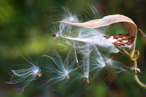 Seeds from the pod of a Butterfly Weed blowing in the wind.