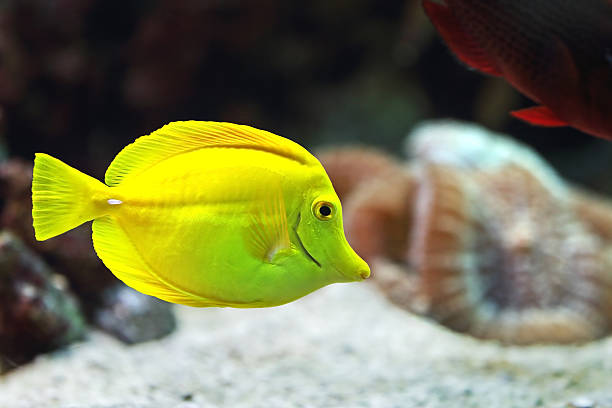 istock yellow zebrasoma 610551656