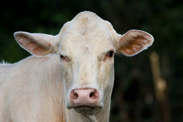 istock Young cattle standing staring on nature background. 610551822