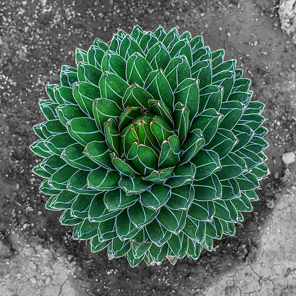 istock Round cactus in the ground. 610552162