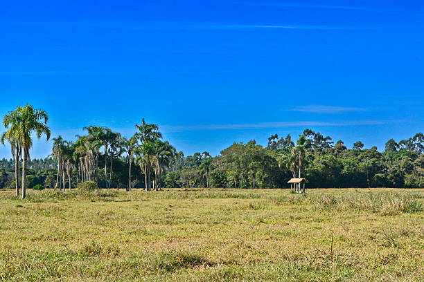 Beautiful rural landscape with grazing Itapocu on the shores of the general road Itapocu Araquari, Santa Catarina, Brazil, on a beautiful sunny day. Photo taken on 07.24.2016.
