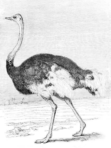 istock Hand drawn illustration of ostrich 610552770