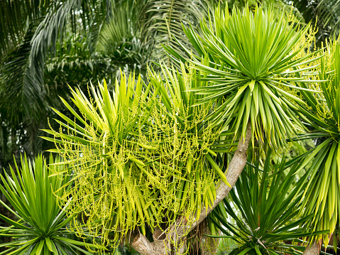 Dracaena lourieri or Dracaena cochinchinensis tree plant with flower in garden.