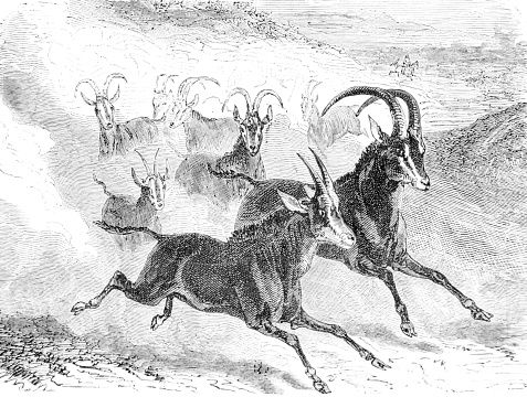 A hand drawn illustration a wild deer/gazelle from an old 1885 book \