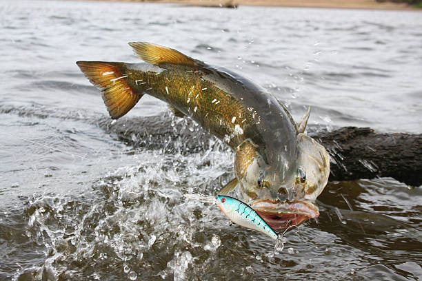 perca americana 1517 - smallmouth bass fotos fotografías e imágenes de stock