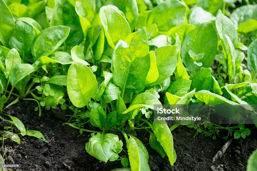 Espinacas que crecen en el jardín - Foto de stock de Espinaca libre de derechos