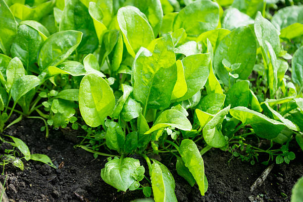 spinaci che crescono in giardino - plant spinach foto e immagini stock