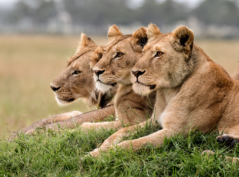 Three lioness resting together, heads aligned, on a mound in Masai Mara.