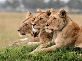 Three lions resting on a mound