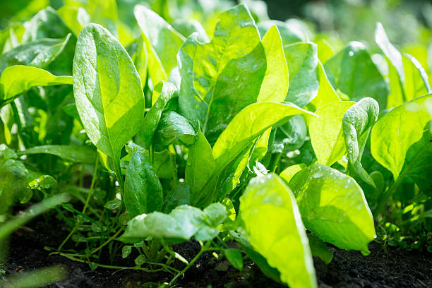 istock Spinach growing in the garden 610555208
