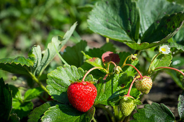 istock Strawberry plant with ripe berry 610555302