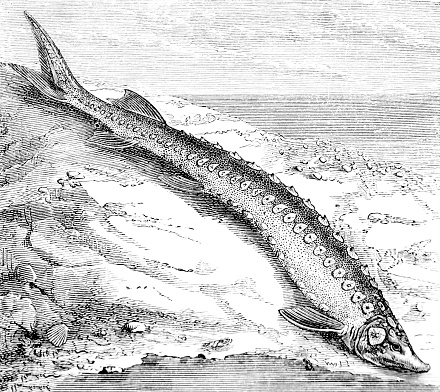 A hand drawn illustration of a sturgeon from an old 1885 book \