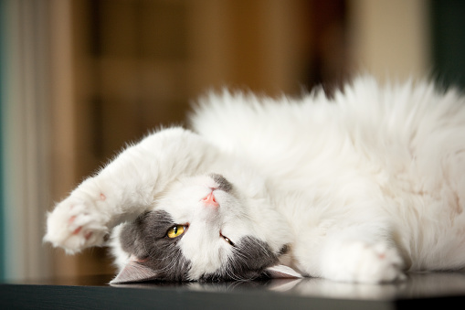 An adorable young cat with her head upside down.