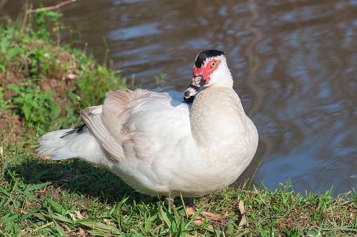 White muscovy duck on the lakefront. Red head and white feathers.
