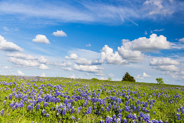 istock Texas Bluebonnet filed and blue sky in Ennis. 610558700