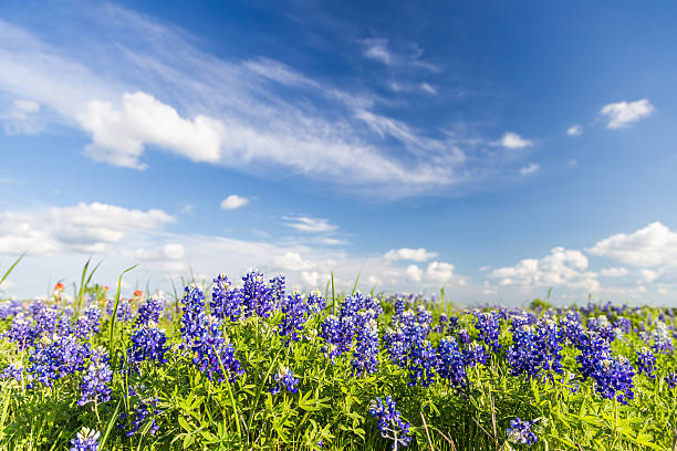 Texas Bluebonnet filed and blue sky in Ennis.