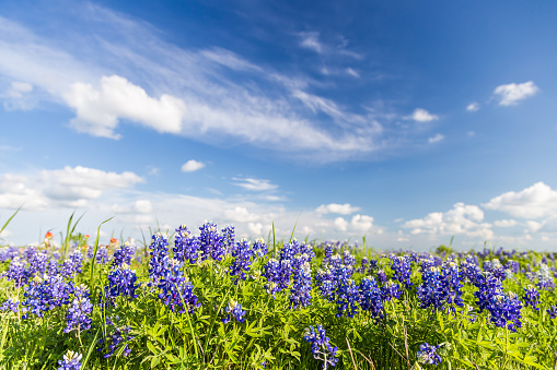 Texas Bluebonnet filed and blue sky in Ennis.