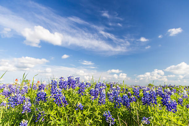 Texas Bluebonnet filed and blue sky in Ennis.. stock photo