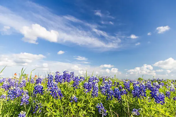 Photo of Texas Bluebonnet filed and blue sky in Ennis..