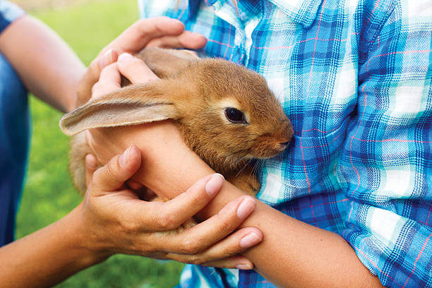 istock Brown little hare sits in man's hands. rabbit-breeding 610558760