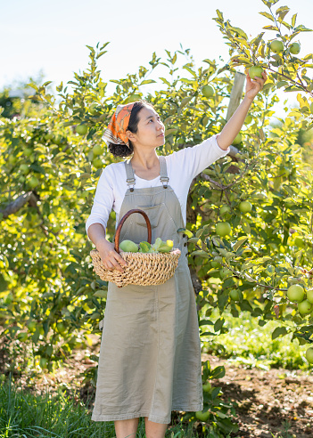 In Ontario, Canada. Wearing headscarf, in front of an apple tree, in bright sunlight. Mutsu apples in basket and on trees.