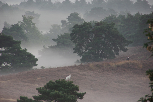 Misty morning in the heathland