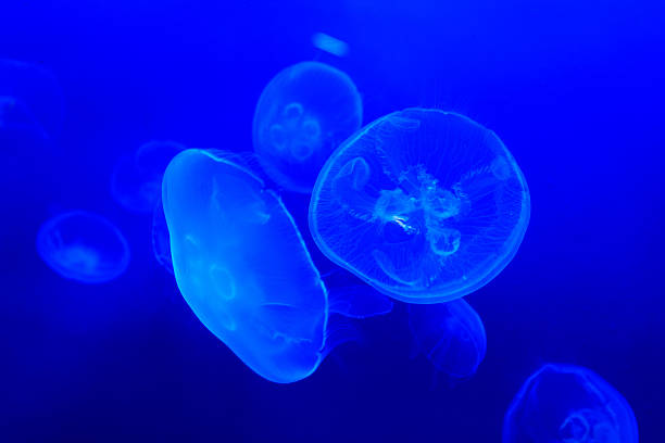 istock Jellyfish floating in aquarium with blue water 610559884