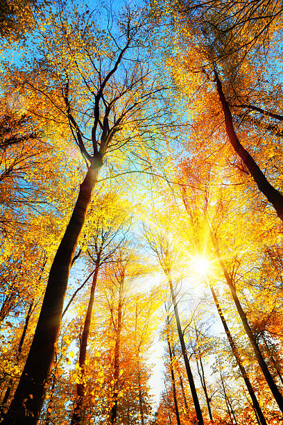 istock Gold and blue sunny forest scenery 610559916