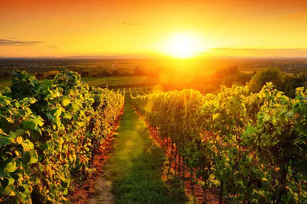 Landscape with a warmly illuminated vineyard on a hill and the warm sunset sky