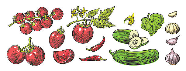 ogórki, czosnek, chili, pomidor w całości, połowa, plasterki, liść i kwiat. - tomato isolated freshness white background stock illustrations