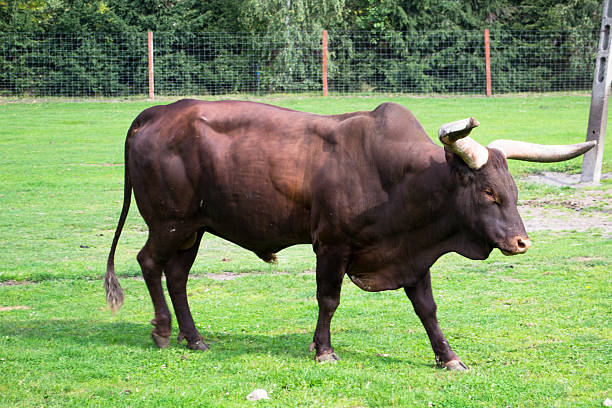istock Watusi cattle - Africa 610561178