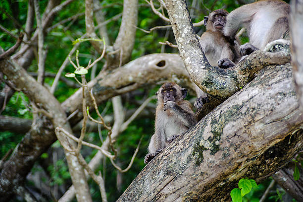 istock Macaque sitting on a mangrove tree. Macaca fascicularis 610561552