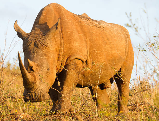 istock White Rhinoceros in South Africa 610562614