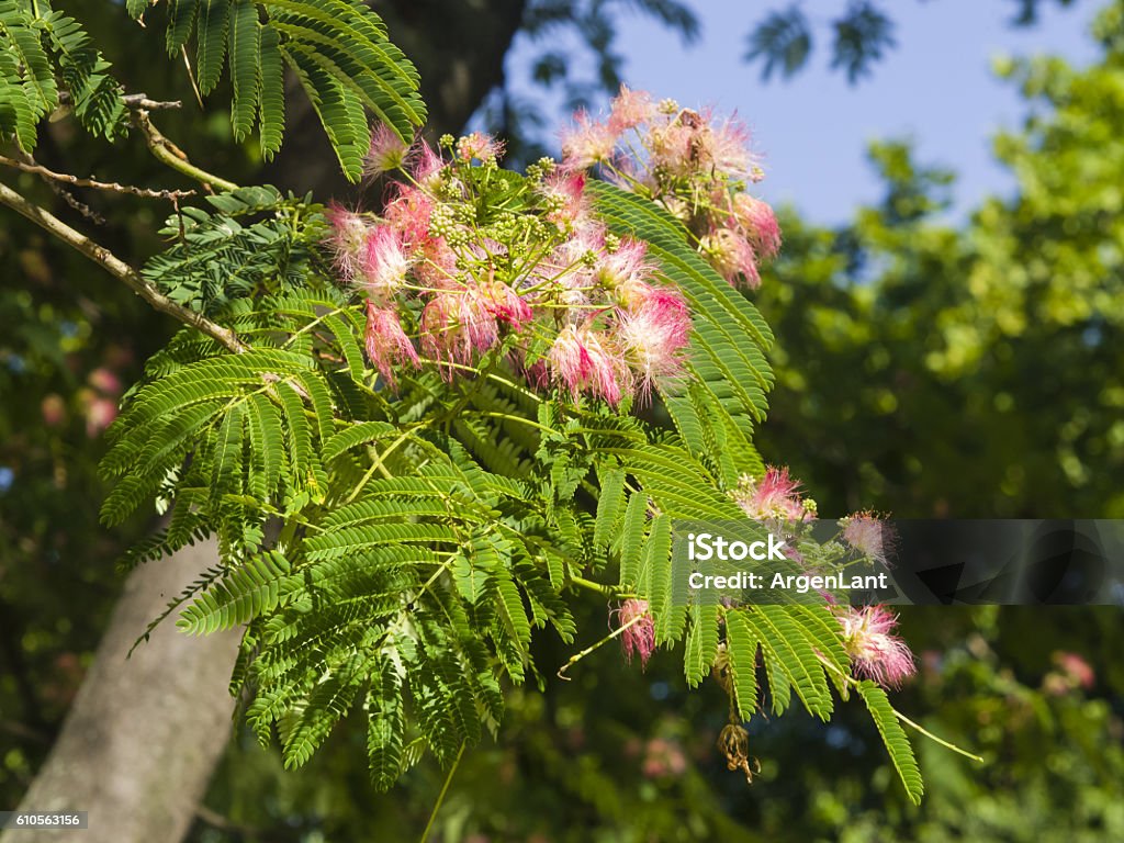 Flori și muguri pe arbore de mătase persan, Albizia julibrissin, prim-plan - Fotografie de stoc Albizia fără redevențe