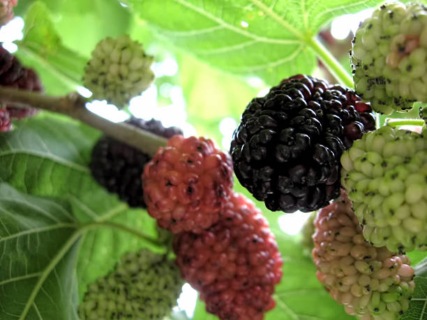 istock Green, black and red unripe mulberries, 610563446