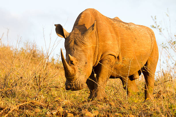 istock White Rhinoceros in South Africa 610563606