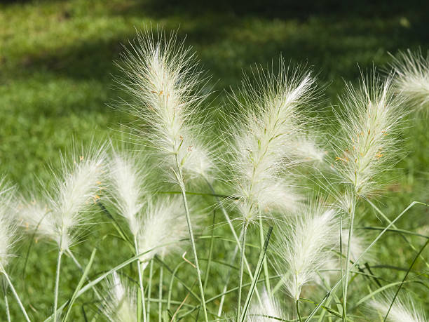 istock Decorative Grass Pennisetum setaceum at flowerbed, macro, selective focus 610563764