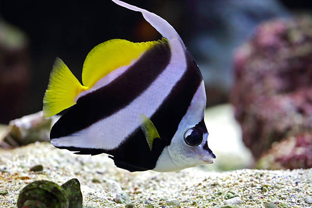 butterfly fish - copperband butterflyfish zdjęcia i obrazy z banku zdjęć