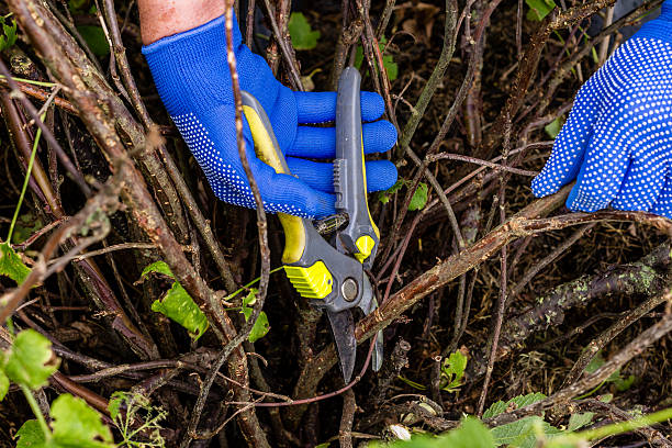worker is pruning plant branches - silviculture imagens e fotografias de stock