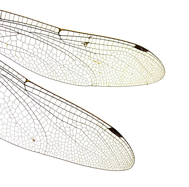 istock Dragonfly wings isolated on white background. 610564838