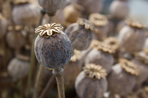 suszona głowa maku. leki opiumowe - flowerseeds zdjęcia i obrazy z banku zdjęć