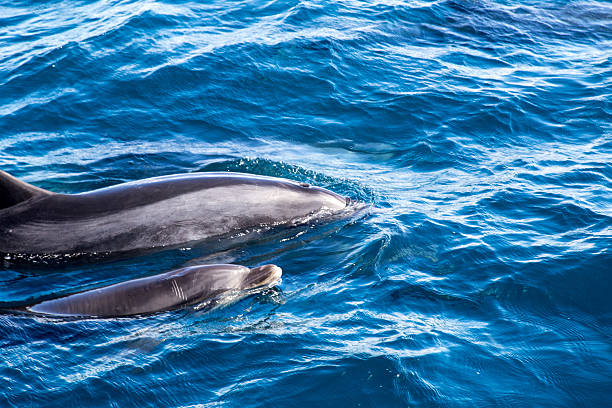 istock Bay of Islands dolphins 610566718