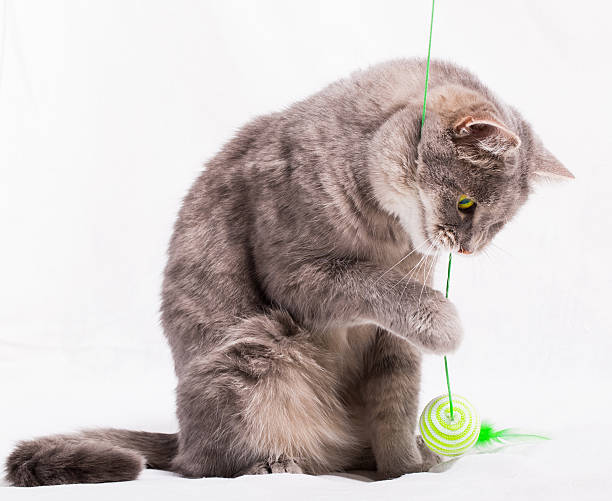 istock The sitting cat plays with a toy on a thread 610566930