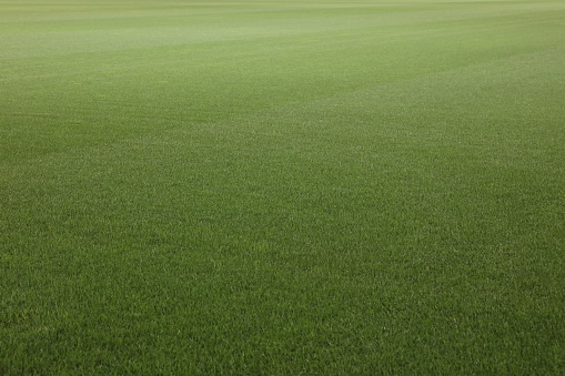 Soccer stadium green grass field
