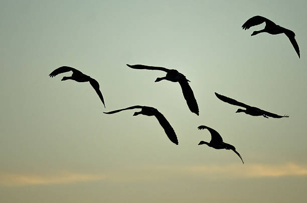 istock Flock of Canada Geese Silhouetted in the Sunset Sky 610568284