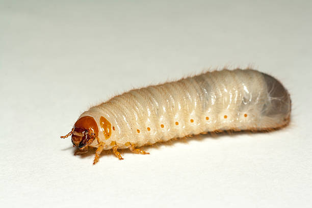 istock maggot of chafer 610569226