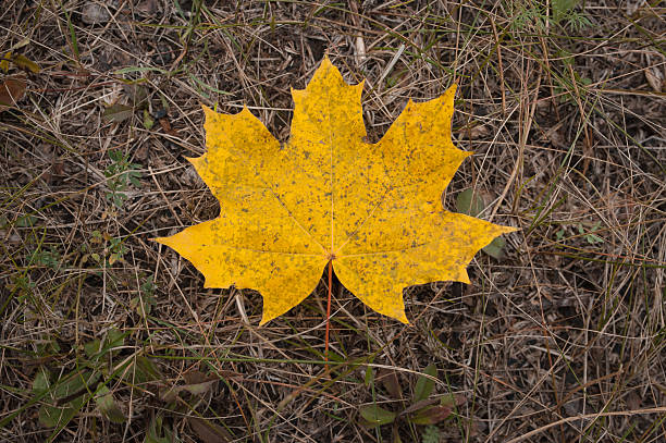 istock Autumn maple leaves in the park 610570194