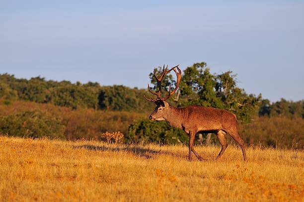 istock Adult red deer stag. 610573534
