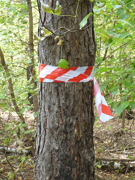 istock Red and white striped tape bind to an old tree 610574828